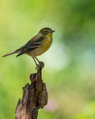 Pine warbler 