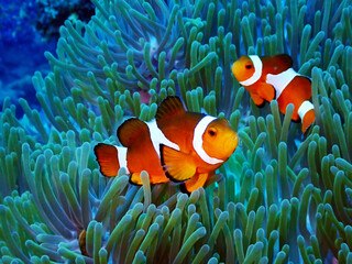 Clownfish and the anemone