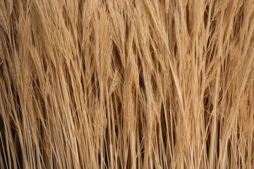 Texture of dry reed straw background