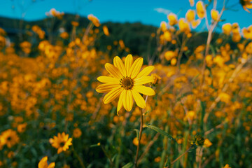 Willow leaved sunflower in full bloom in an autumn field © kwak