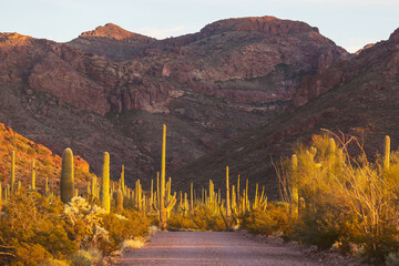 Saguaro
