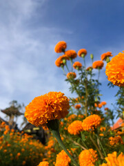 orange flowers against sky