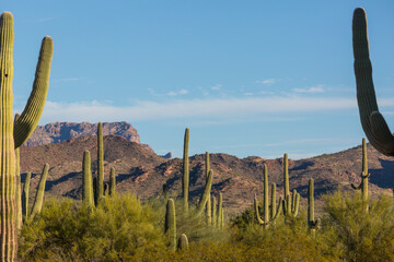 Saguaro