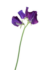 Purple Sweet Pea flower with a long stem isolated cutout on transparent