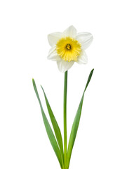Full length white and yellow daffodil flower with stem and leaves isolated cutout on transparent