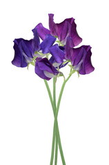 Purple Sweet Pea flower bunch isolated cutout on transparent