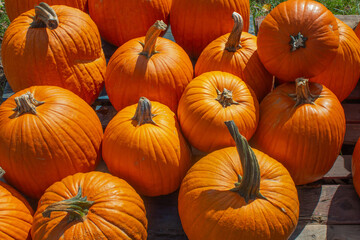 Orange pumpkins under the sunshine are on display at the local farm. 