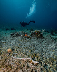 scuba diver at background and coral reef with a sea snake fore ground