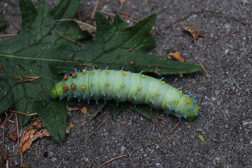 caterpillar on a leaf