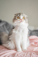 Looking up Cat Scottish Fold Kitten Calico Portrait Picture Pose Cute Bed Morning Sunrise