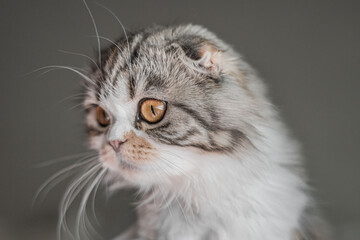 Scottish Fold Calico Kitten Cat Portrait Close up Gray Background Eye Shot