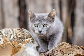 Naklejka na ściany i meble Gray Feline Kitten Cat Green Eyes Outside Portrait Trees Forest Log Prowl Looking Up