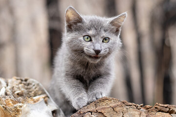 Gray Feline Kitten Cat Green Eyes Outside Portrait Trees Forest Log Funny Face Chubby Cheeks