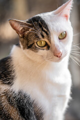 Striped Quarter Face White Cat Portrait