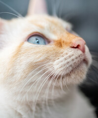 Macro Photo Orange and White cat Flame Point Siamese Pink Nose