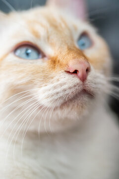 Macro Photo Orange and White cat Flame Point Siamese Pink Nose