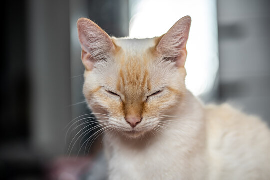 Macro Photo Orange and White cat Flame Point Siamese Pink Nose