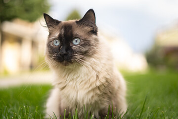 Big Ice Blue Eyed Siamese Ragdoll Cat out in the Front Yard Outside Apartment Complex