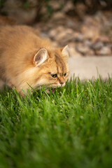 Naklejka na ściany i meble Cat Eating Grass Close Up