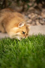Cat Eating Grass Close Up