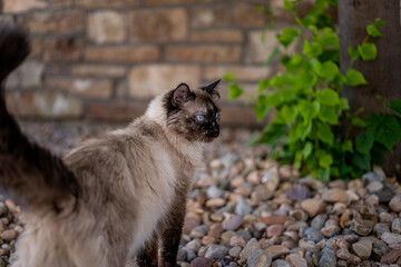 Pretty Fluffy Siamese Cat