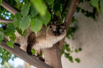 Siamese Ragdoll Cat Climbing Tree