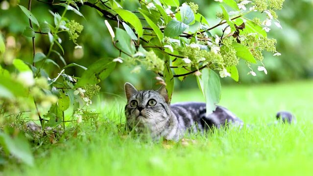 British shorthair silver tabby kitten walking in a back yard on a bright summer day. Slow motion footage of a juvenile domestic cat having fun outdoors in a garden or a back yard.