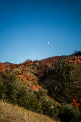Autumn Trees , Moon and Blue Clear Sky at Dusk in Utah