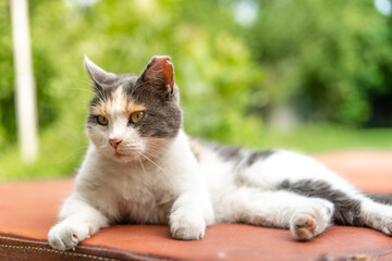 Matted Mangey Old Stray Calico Cat