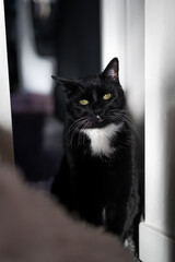 Black and White Handsome Tuxedo Cat