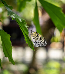 Fototapeta premium Close up of Butterfly in Lush Green Sanctuary in California