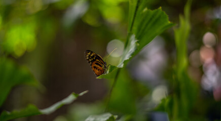 Close up of Butterfly in Lush Green Sanctuary in California