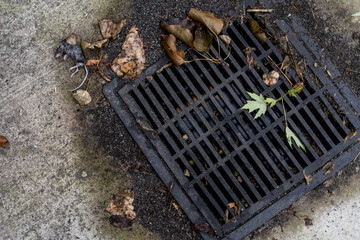 Dead Mouse Next to Rain Gutter Fallen Leaves