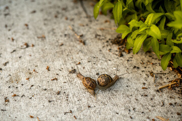 Garden Snail on sidewalk 