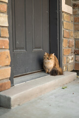 Fluffy Orange Kitty Waiting at Front Door 