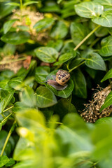 Garden Snail Close Up on Leaf