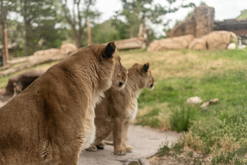 Two Lioness