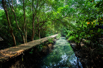 Mangrove natural tourist park located at Pantai Indah Kapuk, Muara Angke, Jakarta. One of the green areas in Jakarta which is also a tourist destination.
