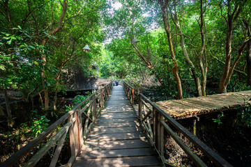 Mangrove natural tourist park located at Pantai Indah Kapuk, Muara Angke, Jakarta. One of the green areas in Jakarta which is also a tourist destination. - obrazy, fototapety, plakaty