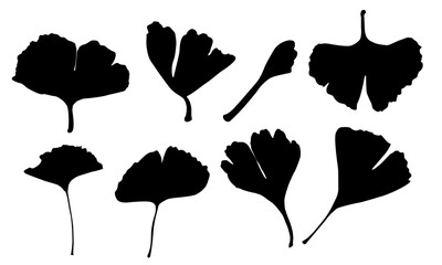ginkgo leaf silhouette. silhouettes ginkgo leaf set.