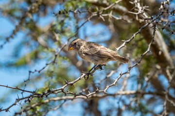 Bird resting on the branches of a tree on Garrapatero beach in the Galapagos Islands