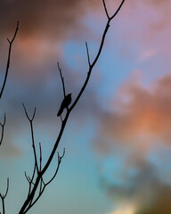 Fototapeta na wymiar branches of a tree and bird against the sky