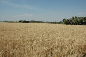 Golden wheat fields in Northern Argentina
