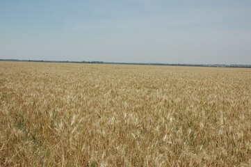 Golden wheat fields in Northern Argentina
