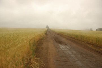 Golden wheat fields in Northern Argentina
