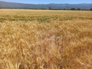 Golden wheat fields in Northern Argentina
