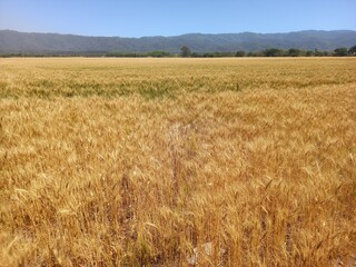 Golden wheat fields in Northern Argentina
