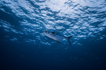 Naklejka premium Jack Fish Swimming on the ocean with blue background