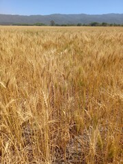 Golden wheat fields in Northern Argentina
