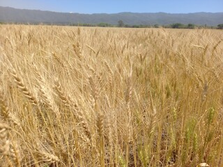 Golden wheat fields in Northern Argentina
